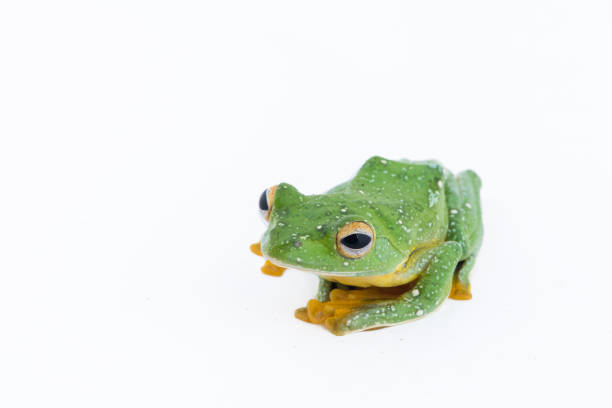 istock Black-webbed flying tree frog, Rhacophorus kio, on white background 918505786