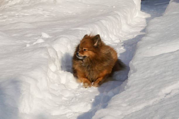 istock German Spitz on the street in winter sneaks 918506166