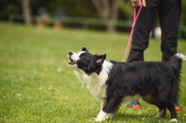 Border Collie Barking Portrait of a dog, Border Collie on green grass and barking barking animal photos stock pictures, royalty-free photos & images