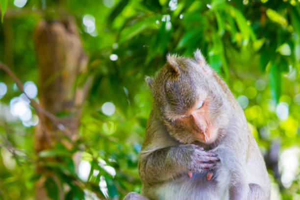 istock Monkey sleep at Koh Sam Muk,Chon Buri, Thailand. 918508316