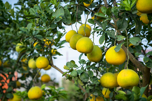 Ripe and green pomelo fruit tree in the garden.