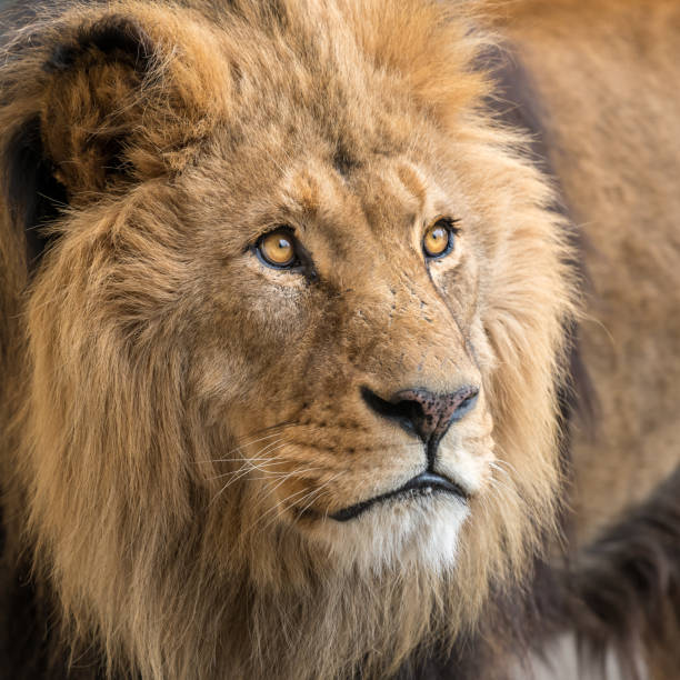 istock A portrait of a male lion 918508570