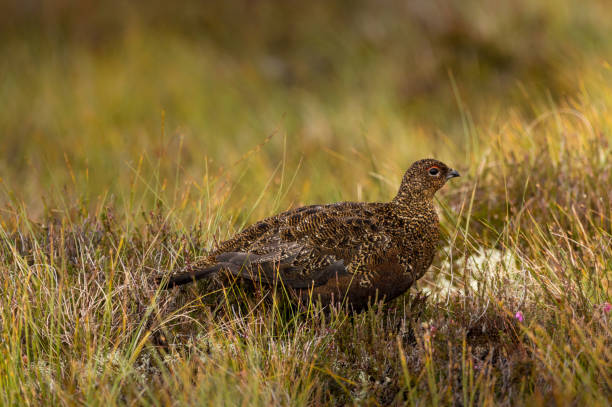 Grouse Grouse sitting in a field capercaillie grouse grouse wildlife scotland stock pictures, royalty-free photos & images