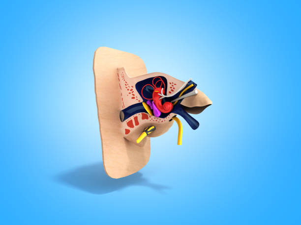 istock Human ear structure medical educational science 3d rendrer illustration Ear anatomy on blue gradient 918508812