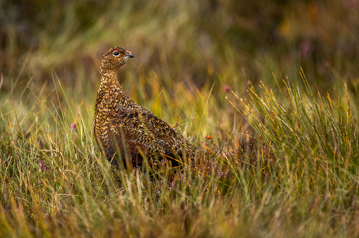 Grouse sitting in a field