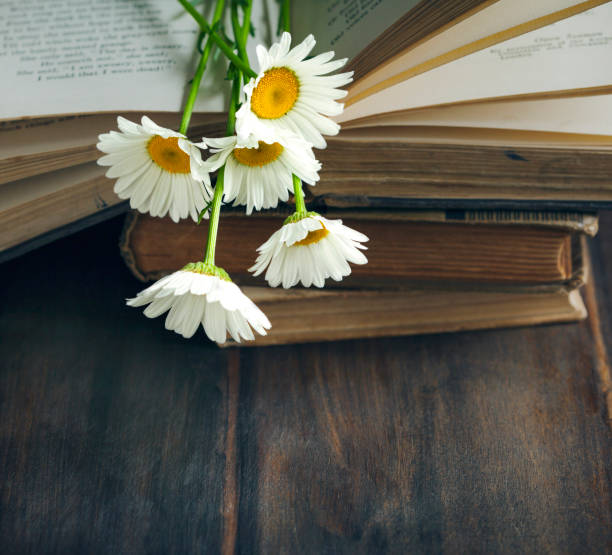 istock Vintage books and chamomiles on wooden background 918512024