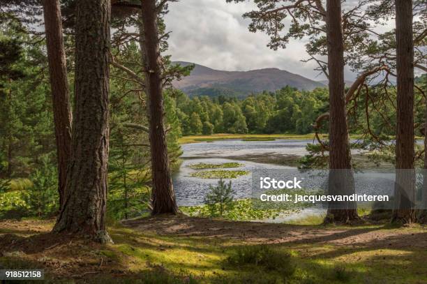 The Lily Loch In The Cairngorms National Park Scotland Stock Photo - Download Image Now