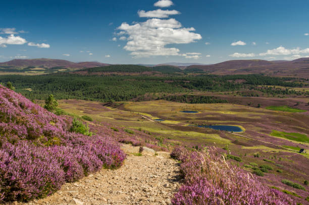 paysage typique dans le parc national de cairngorms, ecosse - aviemore photos et images de collection