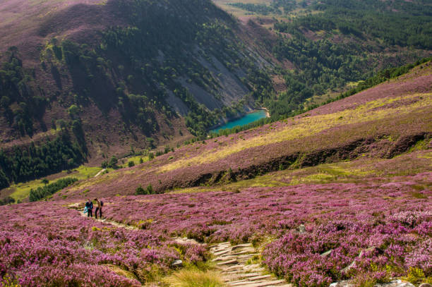 зеленый в национальном парке кэрнгормс, шотландия - grass area hill nature hiking стоковые фото и изображения