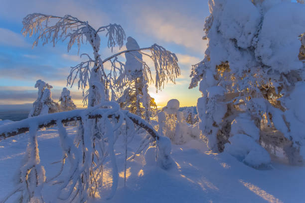istock Winter landscape from Sotkamo, Finland. 918515976