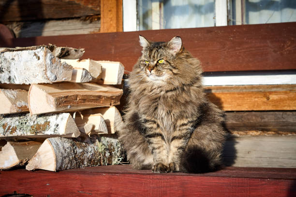 horizontal big fluffy nice siberian cat in sunshine looking side