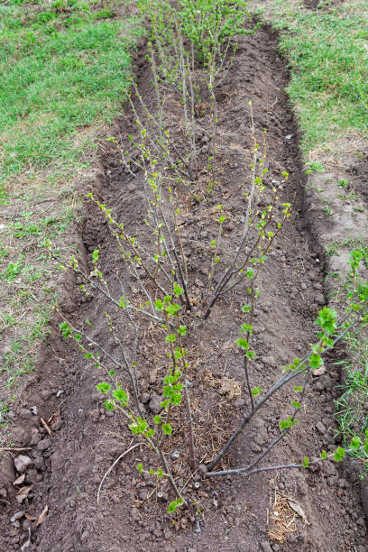 istock Bushes of currants and gooseberries in row 918516778