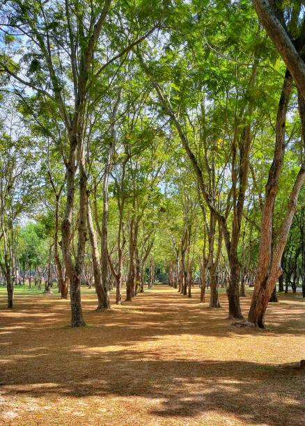 istock Sukhothai National Historical Park, Sukhothai, Thailand 918517082