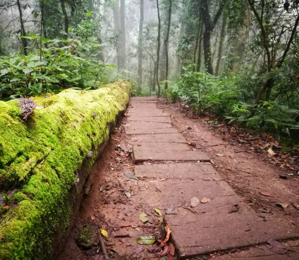 istock Cloud Forest, Doi Inthanon National Park, Chiang Mai 918517200