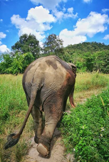 istock Elephant Sanctuary, Thailand, Chiang Mai Province,elephant care 918517228