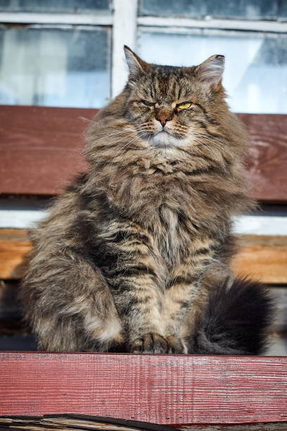 istock serious looking up siberian cat on bench 918517382