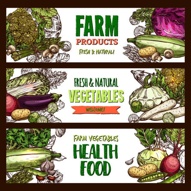 wektorowe sztandary rolniczych warzyw ekologicznych - vegetable leek kohlrabi radish stock illustrations