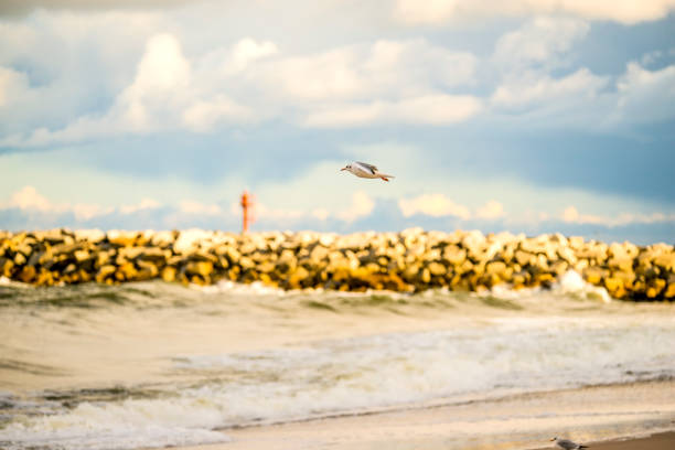 black headed gull flying deep over the Baltic sea