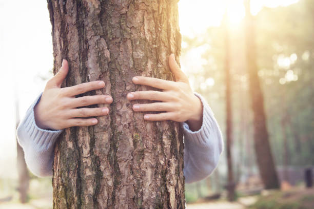 Closeup hands of woman hugging tree with sunlight Closeup hands of woman hugging tree with sunlight hugging tree stock pictures, royalty-free photos & images