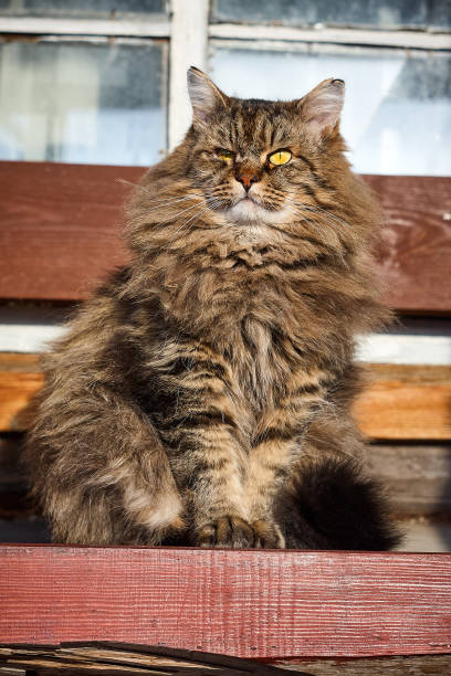 istock look up what purebred siberian cat 918517802