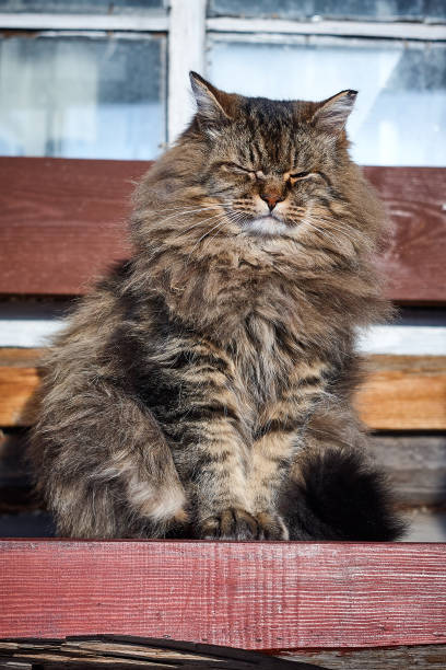 istock closed blink eye siberian cat on bench 918518072