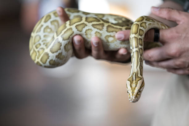 istock Close-up portrait of a Burmese python - the world's largest snake. 918518148