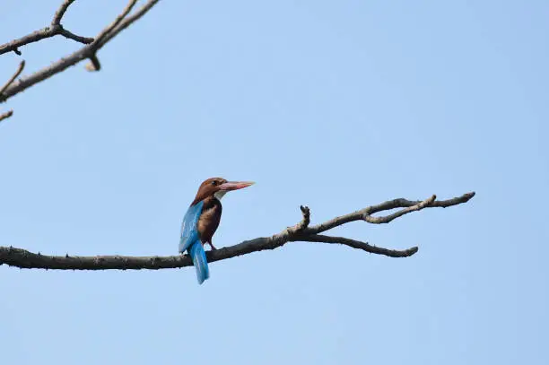 The white-throated kingfisher also known as the white-breasted kingfisher is a tree kingfisher, widely distributed in Asia from Turkey east through the Indian subcontinent to the Philippines
