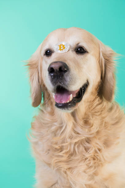 istock The dog holds bitcoin 918521800