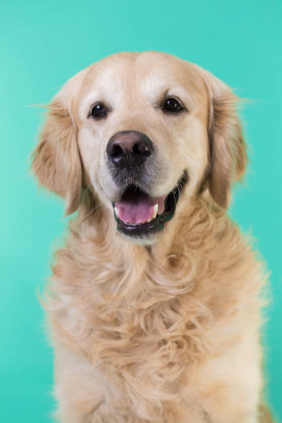 istock Golden retriever dog sitting on isolated background 918522010