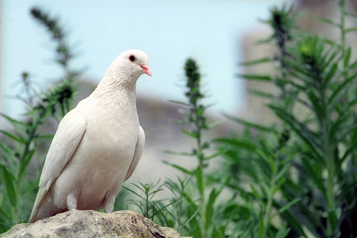 Portrait of white pigeon standing on a stone