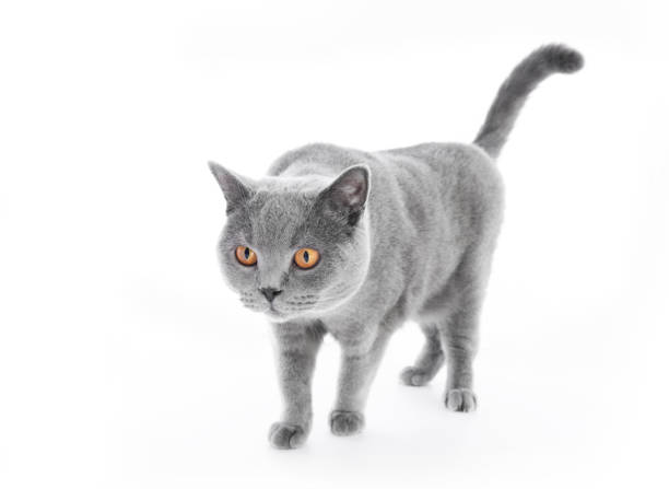 istock British Shorthair cat isolated on white. Walking 918529534