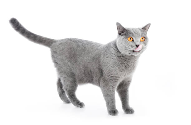 istock British Shorthair cat isolated on white. Standing 918529546