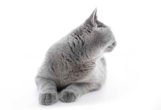 British Shorthair cat isolated on white. Turning back from the camera