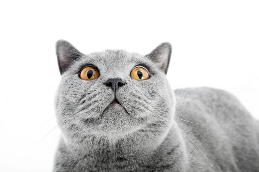 British Shorthair cat isolated on white. Surprised, wtf expression