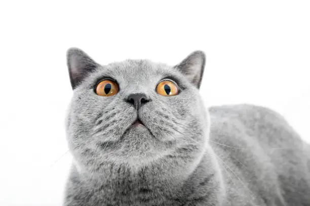 Photo of British Shorthair cat isolated on white. Surprised