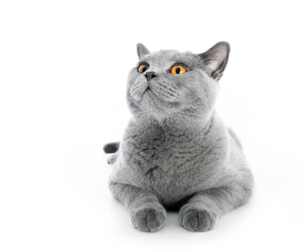 British Shorthair cat isolated on white. Lying British Shorthair cat isolated on white. Lying, wide angle. face-angles stock pictures, royalty-free photos & images