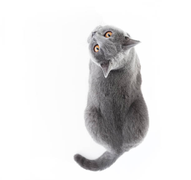 gatto britannico shorthair isolato su bianco. mentire - inglese a pelo lungo foto e immagini stock