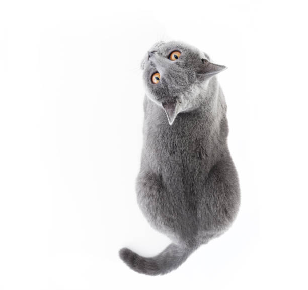 British Shorthair cat isolated on white. Lying British Shorthair cat isolated on white. Lying, top view british longhair stock pictures, royalty-free photos & images