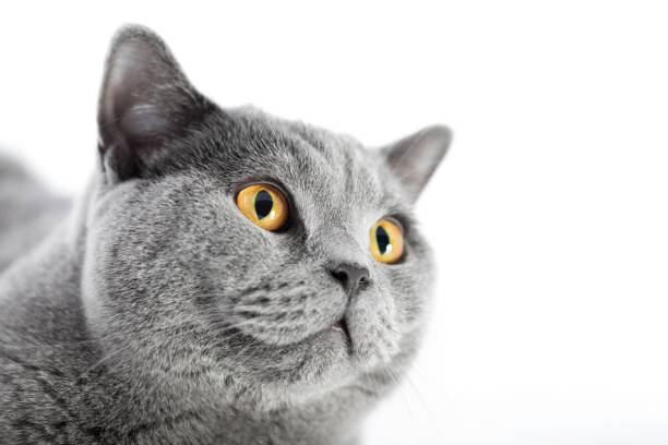 istock British Shorthair cat isolated on white. Face portrait 918529584