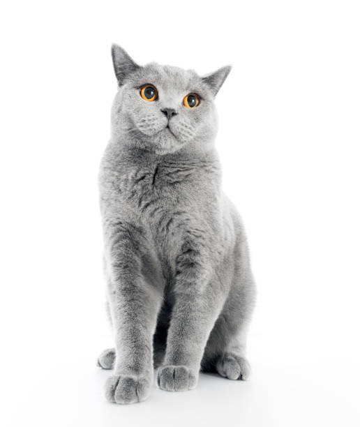 gatto britannico shorthair isolato su bianco. seduto - inglese a pelo lungo foto e immagini stock