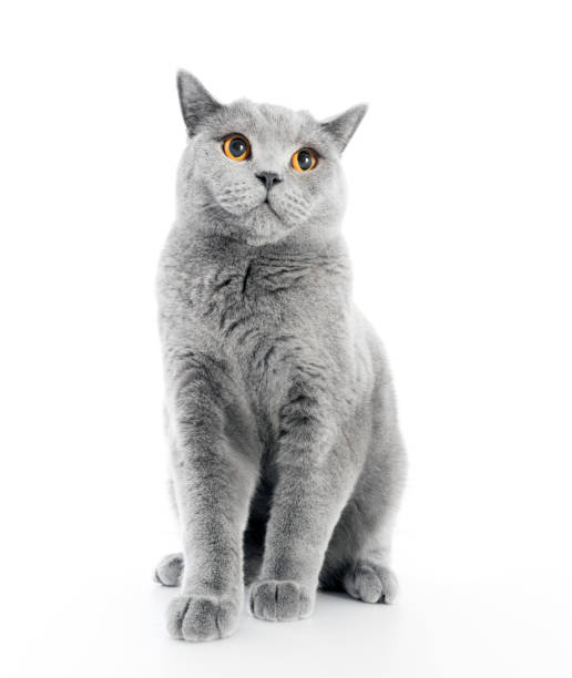 istock British Shorthair cat isolated on white. Sitting 918529606