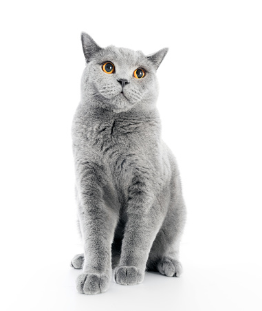 British Shorthair cat isolated on white. Sitting relaxed