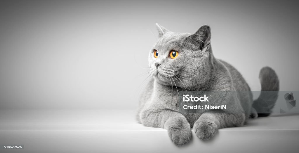 Chat British Shorthair située sur le tableau blanc. Copie-espace - Photo de Chat domestique libre de droits