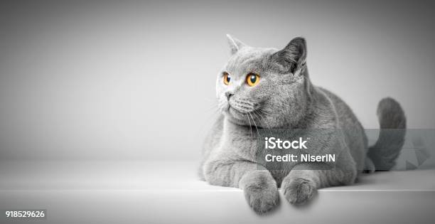 Photo libre de droit de Chat British Shorthair Située Sur Le Tableau Blanc Copieespace banque d'images et plus d'images libres de droit de Chat domestique