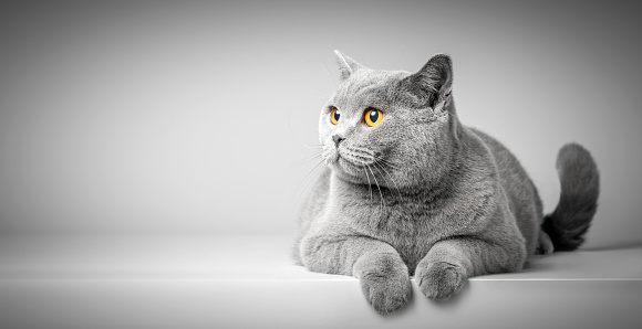 close up of a lovely british longhair cat with gray fur sitting and staring at camera serious against white studio background