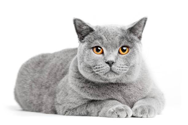 British Shorthair cat isolated on white. Lying British Shorthair cat isolated on white. Lying relaxed shorthair cat stock pictures, royalty-free photos & images