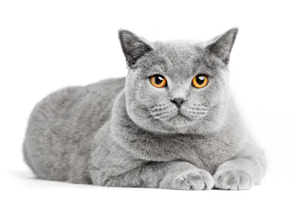 Photo of British Shorthair cat isolated on white. Lying