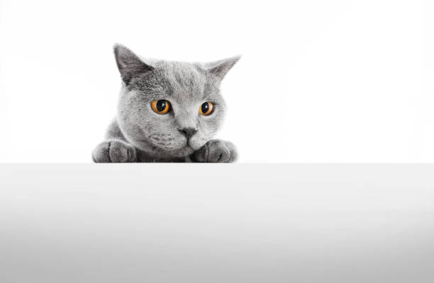 istock British Shorthair cat isolated on white. Hunting 918529664