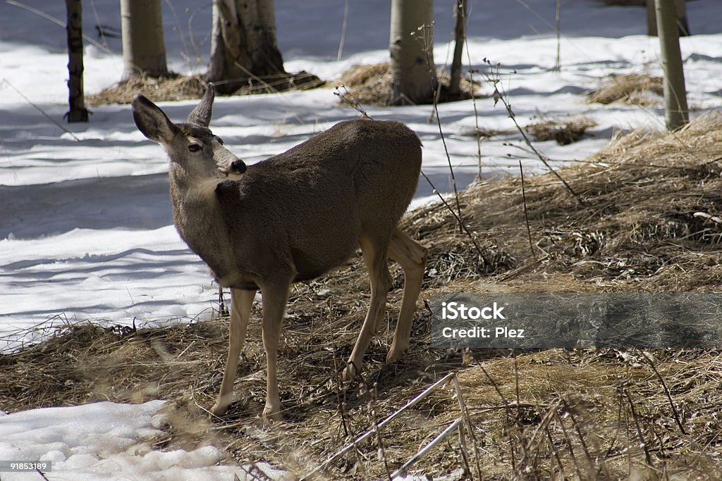 Bosque deer 2 - Foto de stock de Aire libre libre de derechos