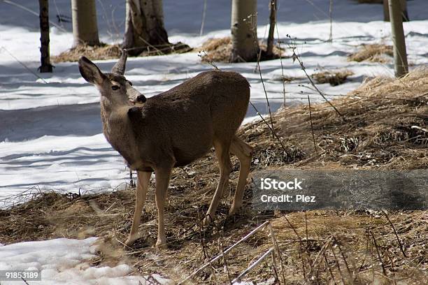 Bosque Deer 2 Foto de stock y más banco de imágenes de Aire libre - Aire libre, Animal, Bosque